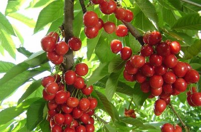 ​四川8大樱桃采摘胜地，快来看看你的家乡上榜没！