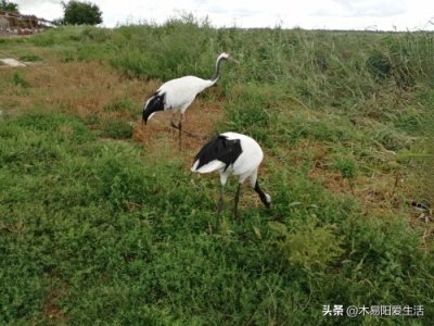 ​向海，丹顶鹤的故乡，被赞为人间仙境，真美！