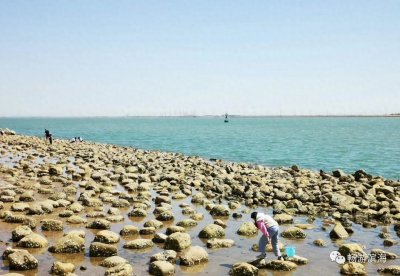 ​周末大潮来袭！天津赶海三处绝佳之地