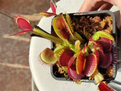 ​今天我们来认识一种非常有趣的植物，它就是捕蝇草