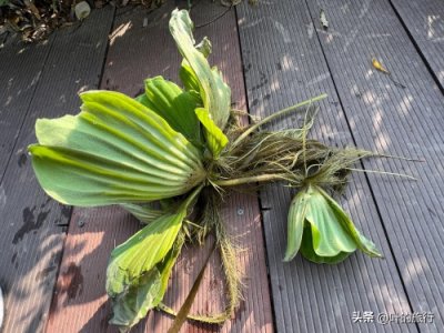 ​小清河外来物种大藻不友好，适度控制繁殖以维持本土物种生态平衡