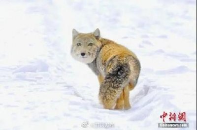 ​镜头感强！甘肃阿克塞县境内首次拍摄到藏狐