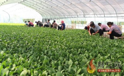 ​村民正在收割“上海青”