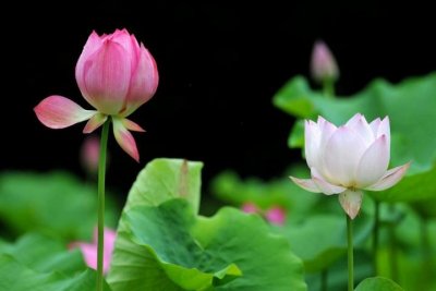 ​图说丨雨中荷花 娇艳醉人