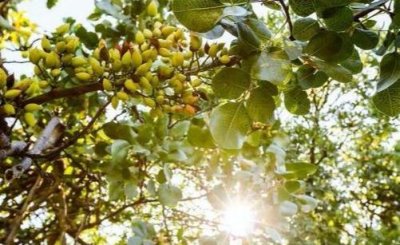 ​为什么“开心果”的价格这么贵？很多人不清楚，答案在这里