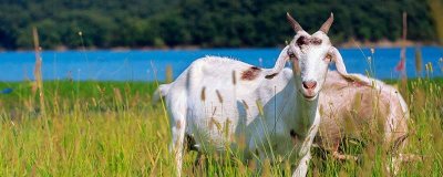 ​黄羊是国家二级保护动物吗 黄羊是几级国家保护动物